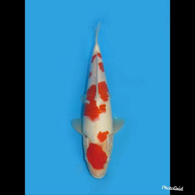 Jumbo Tosai Kohaku F1 , 27cm