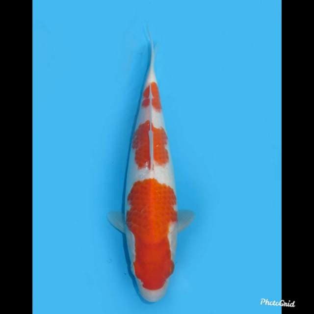 Jumbo Tosai Sandan Kohaku , 28cm