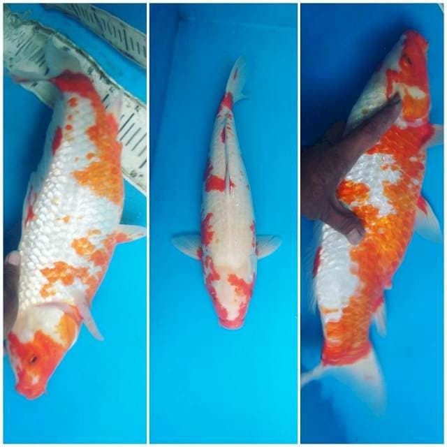 Lokal rasa import