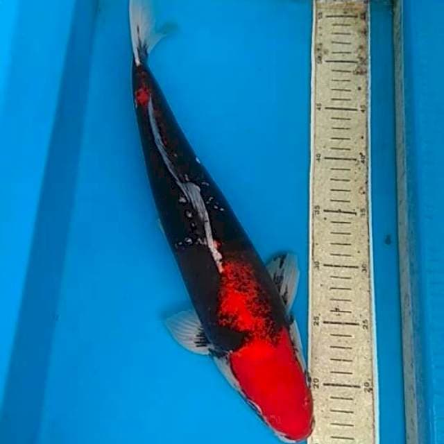 Beny kumonryu 44cm sirip kurang seimbang.