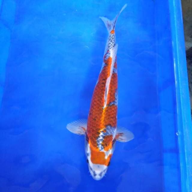 Goshiki