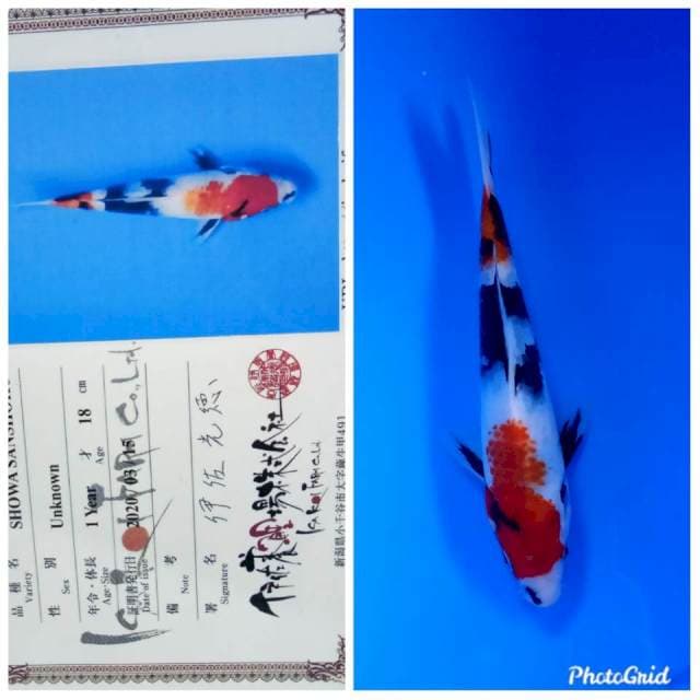 Showa isa new tosai