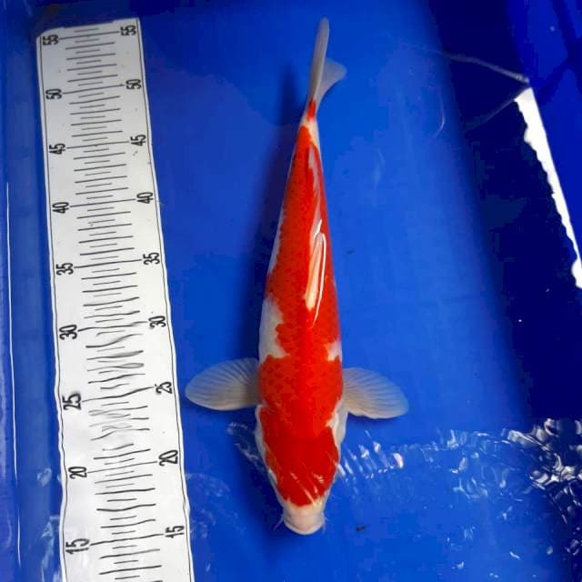 Kohaku 35