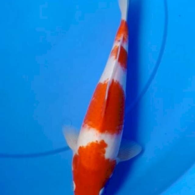 Kohaku