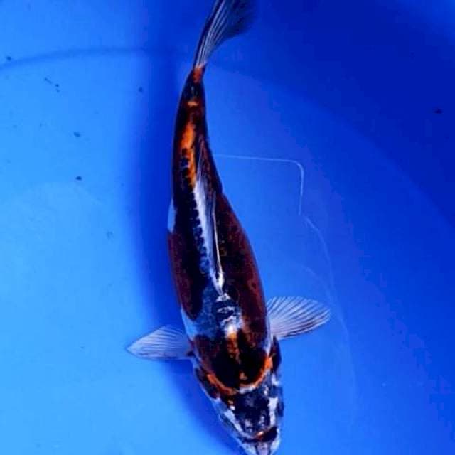 Kiko 22 cm