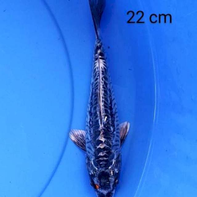 Kiko 22 cm