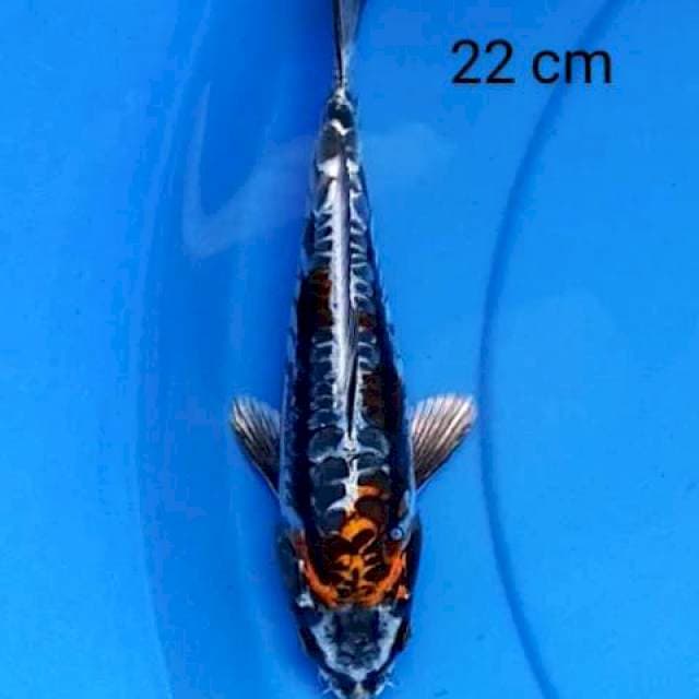 Kiko 22 cm