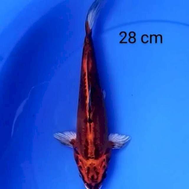 Kiko 28 cm
