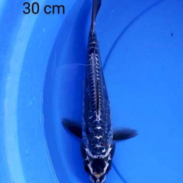 Kiko 30 cm