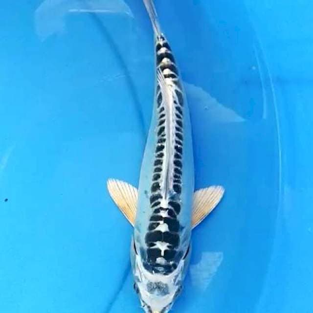 Silver 26 cm