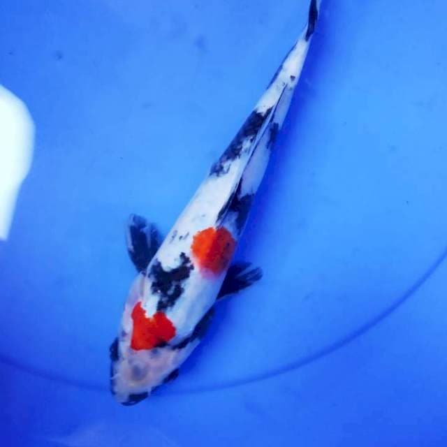 Showa 25cm