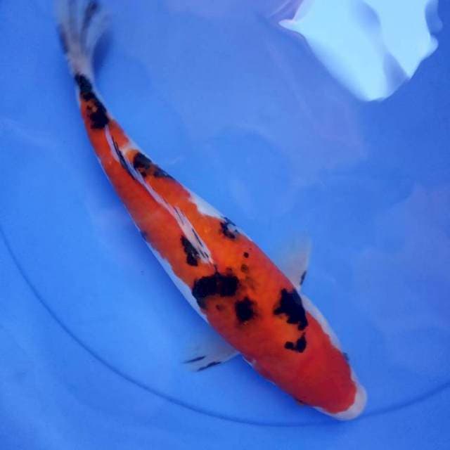Sanke 28cm