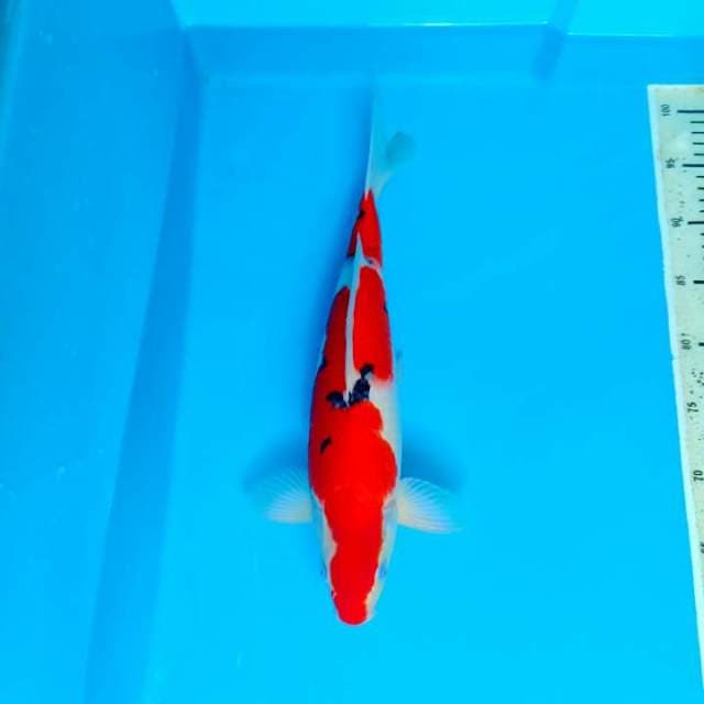 Sanke 39cm
