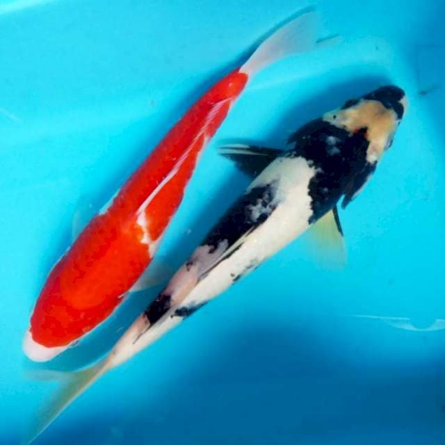 Kohaku, shiro 20-25cm