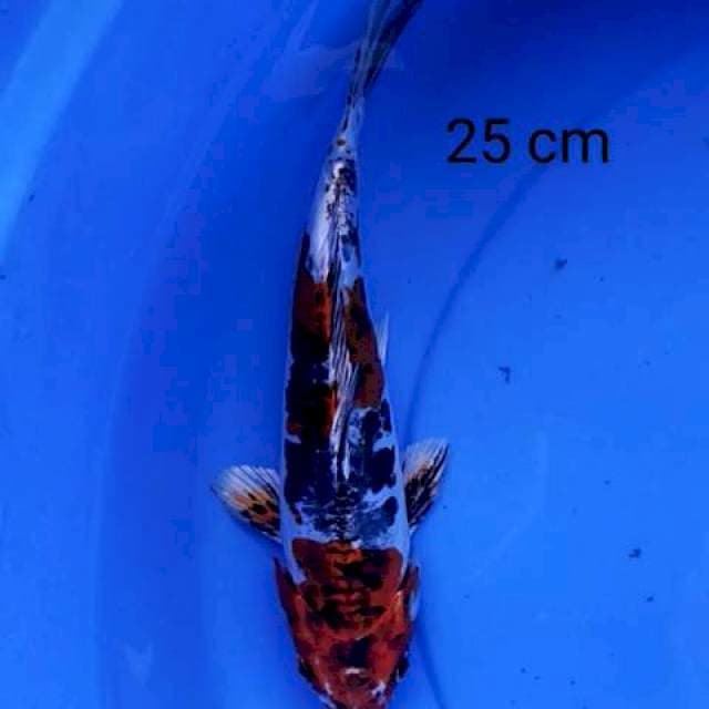 Goshiki doits 25 cm