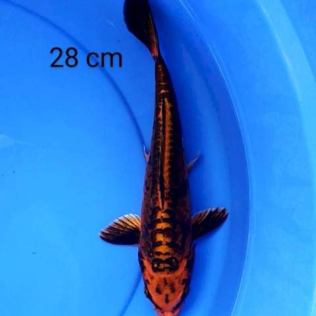 Mizuo 28 cm