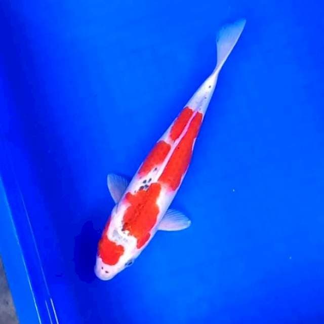 1. Goshiki || 29 cm
