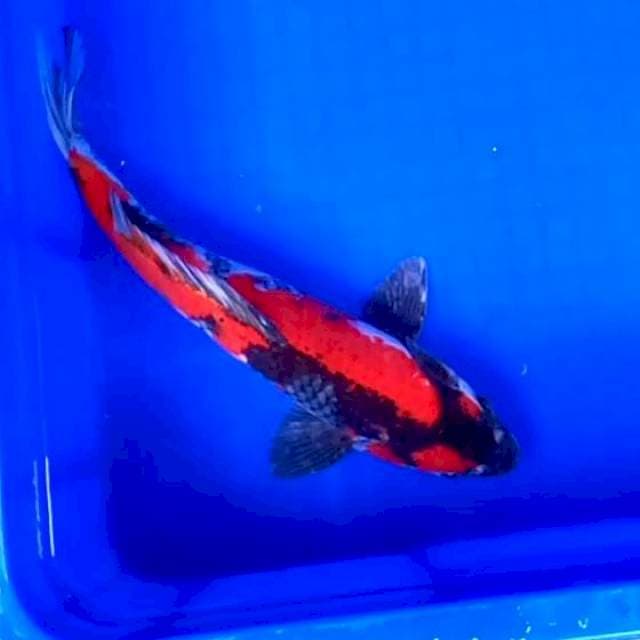 2. Showa || 30 cm || Male