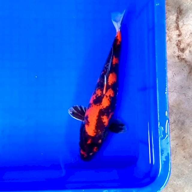 3. Hi Showa || 30 cm