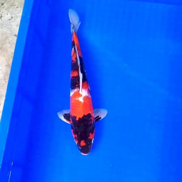 4. Showa || 34 cm