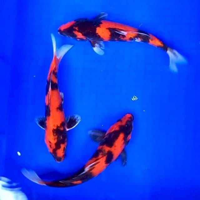 6. Showa || 25 - 27 cm