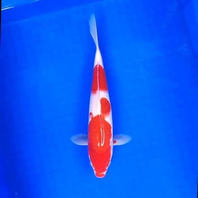 7. Kohaku || 28 cm