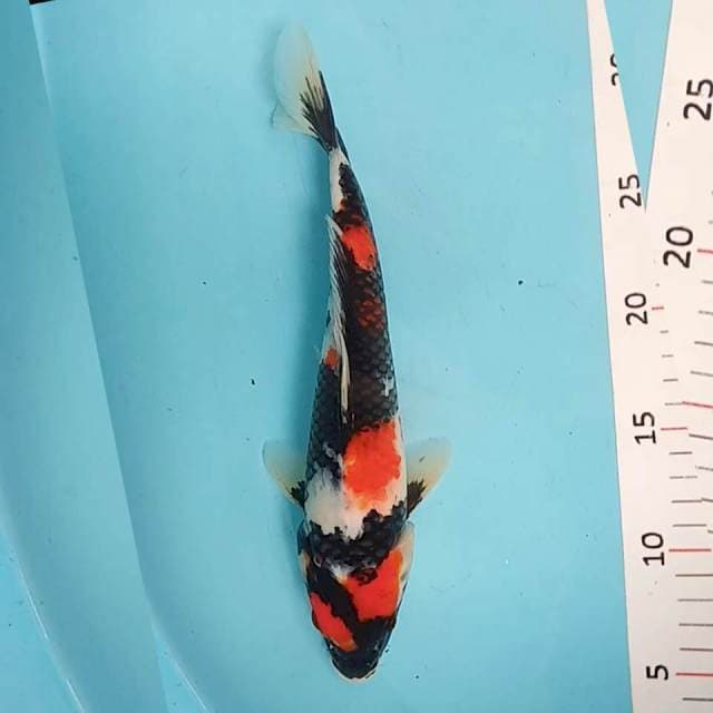 Showa siip 30cm Orisinil