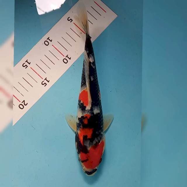 Showa 25cm siip original