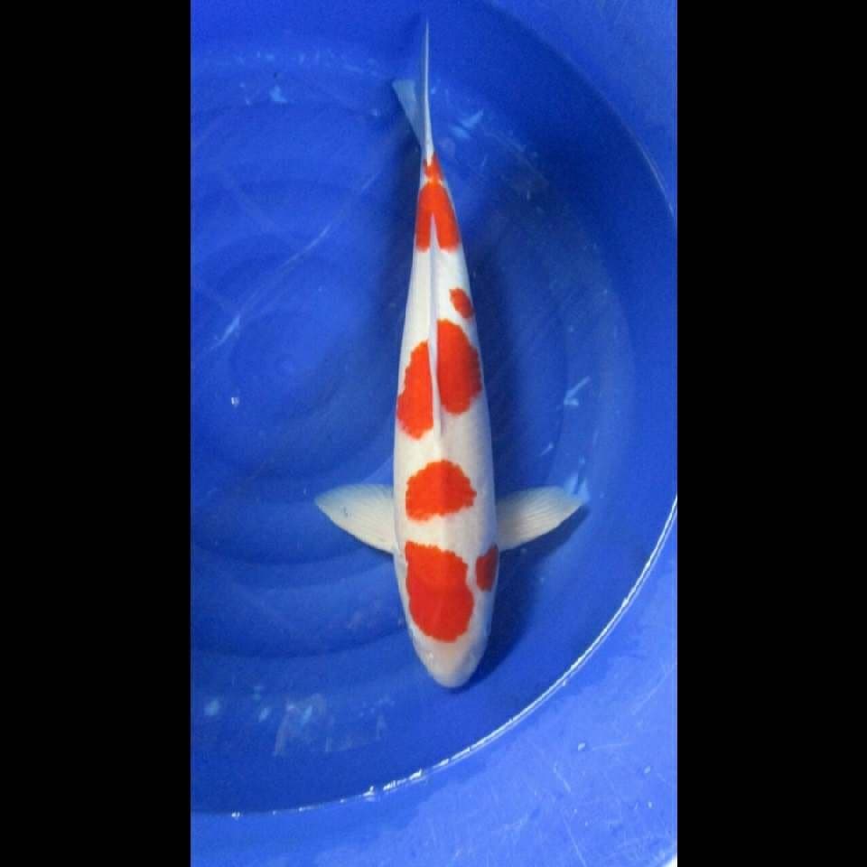 Kohaku F1 jumbo male