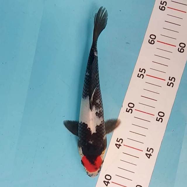 Tc showa 21cm siip original