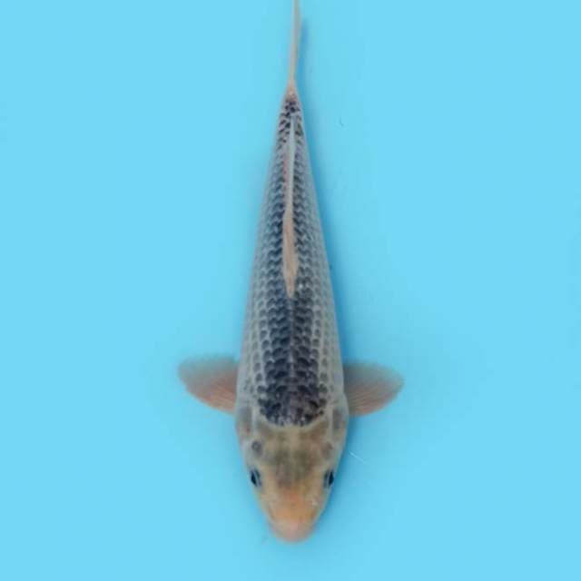 ND DORADO 31CM