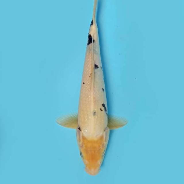 ND LACERTA 32CM