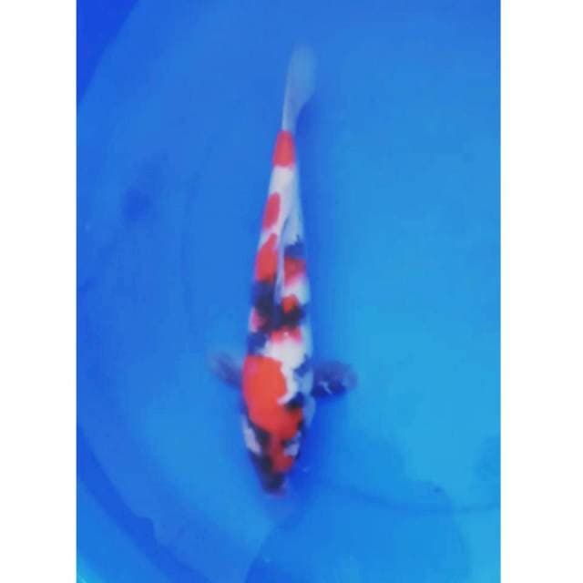 Showa sanshoku .male