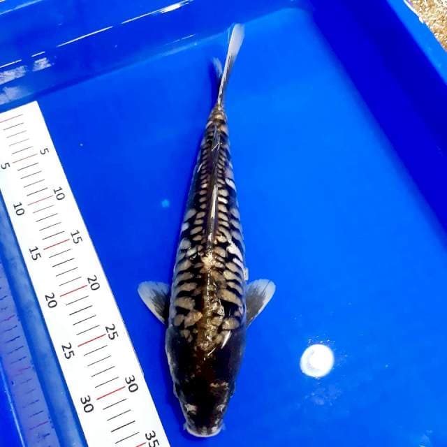 Kumon 37 cm male