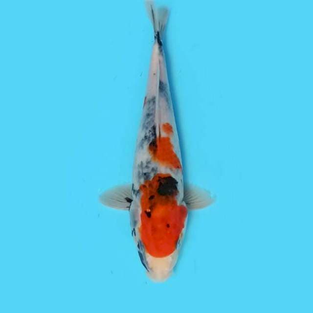 F1 Kindai 26cm