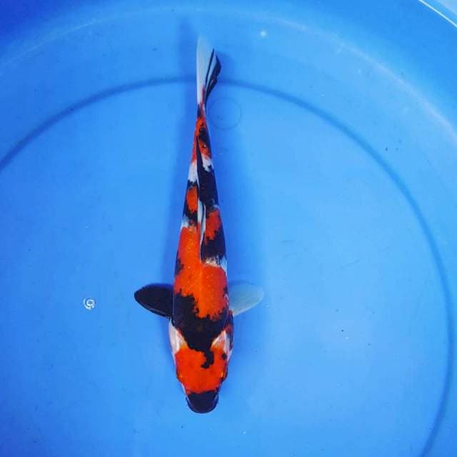 MARUTEN SHOWA 26CM
