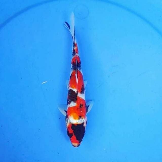 SHOWA 20CM