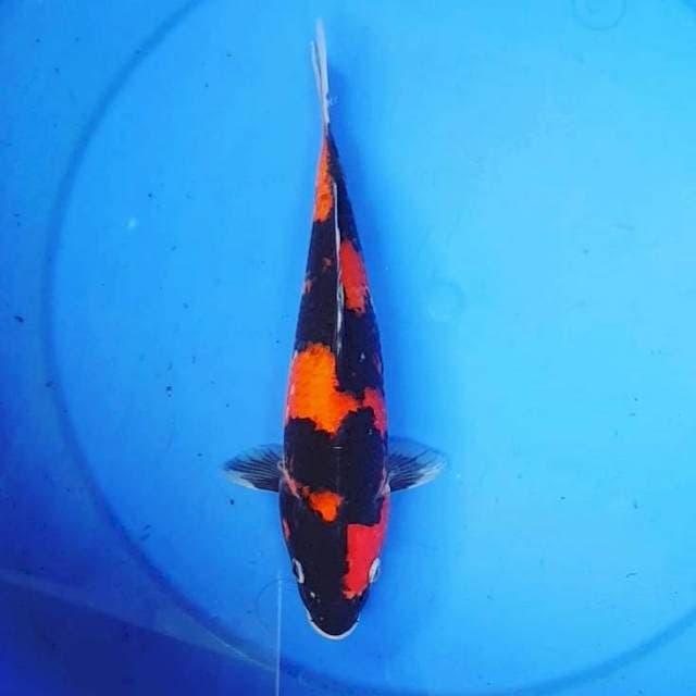 HISHOWA 25CM
