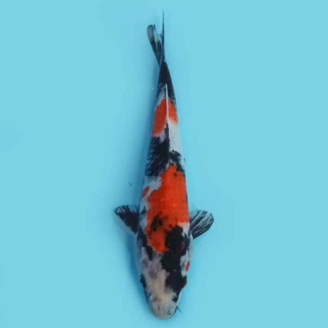 F1 Showa 23cm