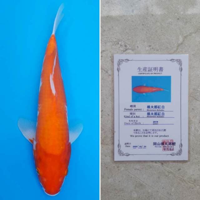 Momotaro kohaku 36cm sertifikat