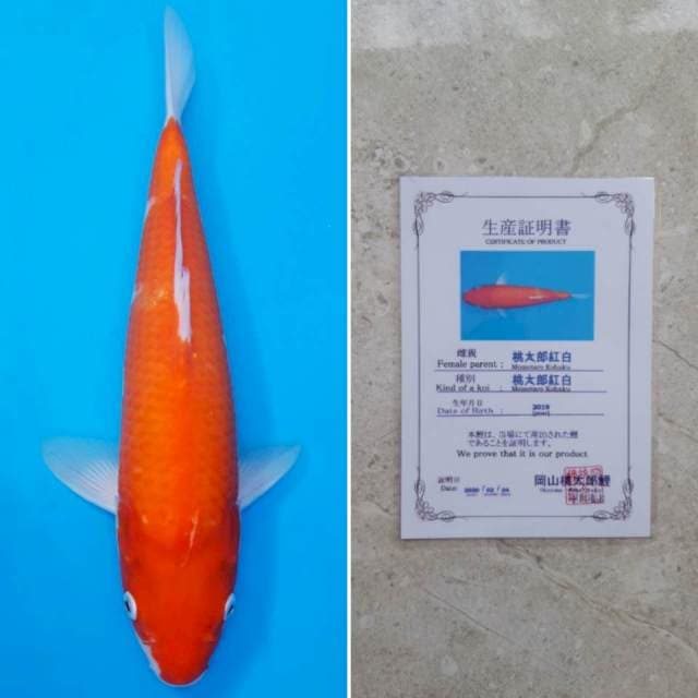Momotaro kohaku 34cm sertifikat