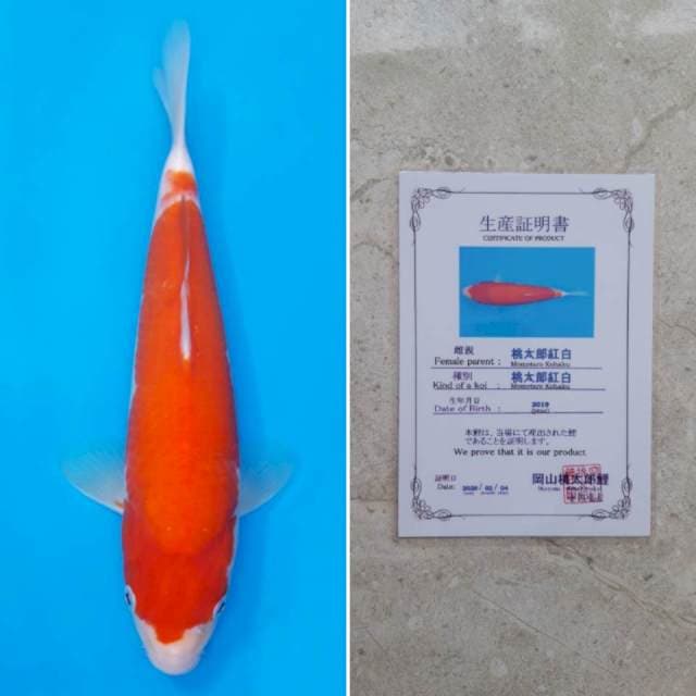 Momotaro kohaku 32cm sertifikat