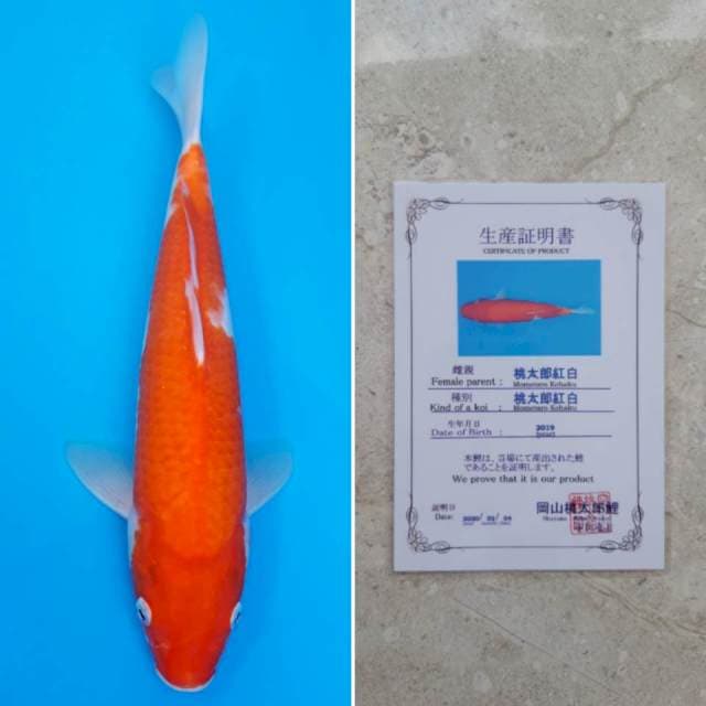 Momotaro kohaku 31cm sertifikat