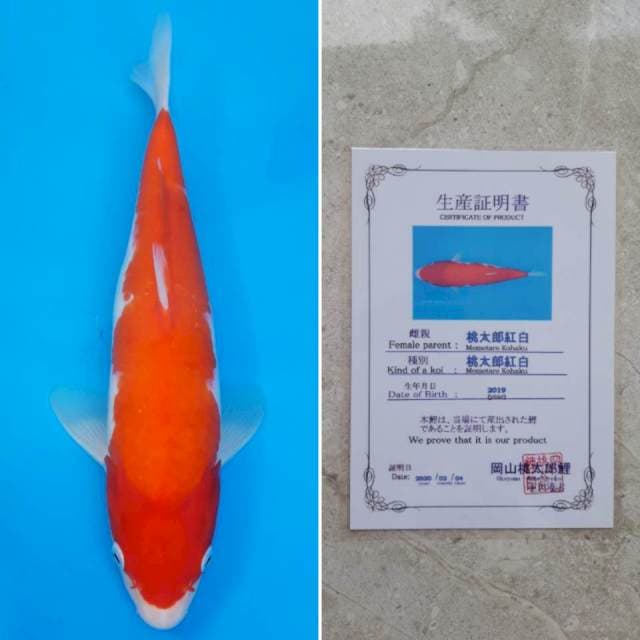 Momotaro kohaku 33cm sertifikat