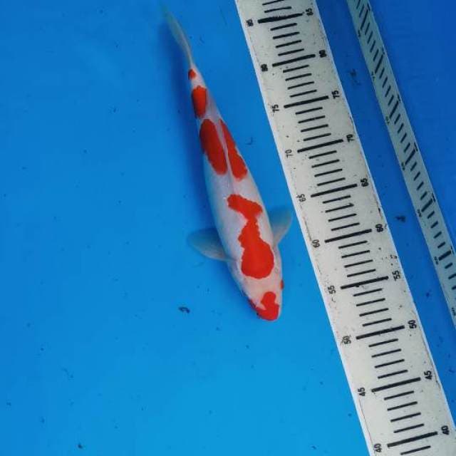Kohaku
