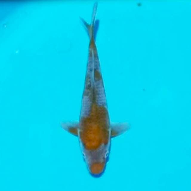 ND LIPBALM 22CM
