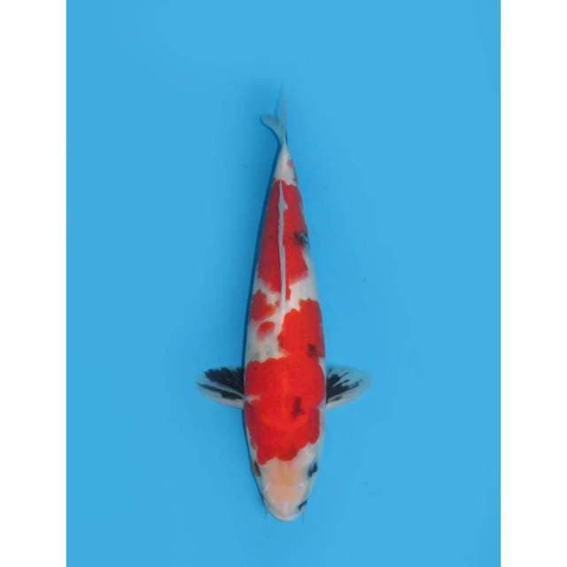 Red Showa Tategoi - 33cm Male