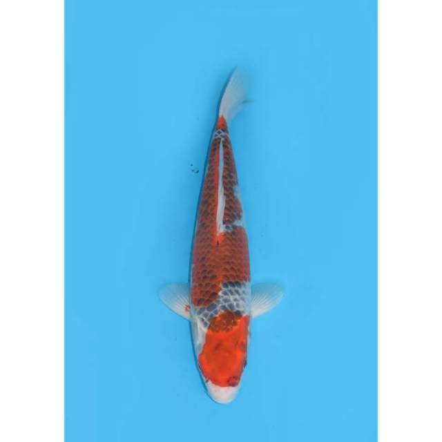 Goshiki SQ - 38cm Male