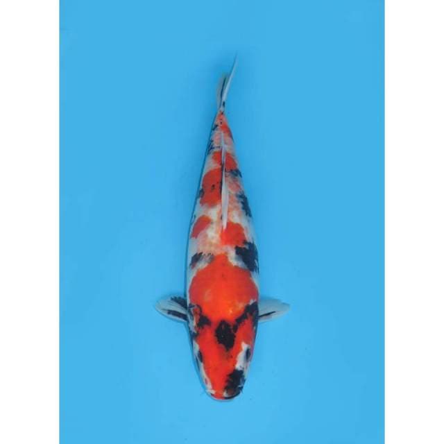 Showa Kanoko - 37cm Female