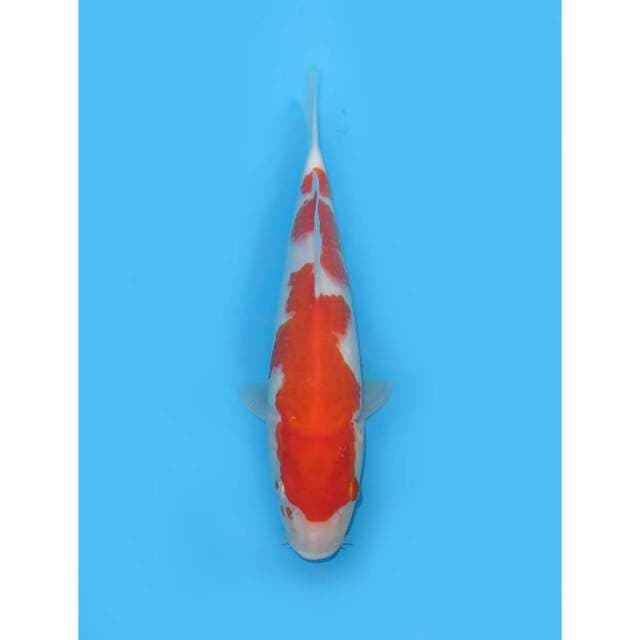 Kohaku HQ - 25cm Male